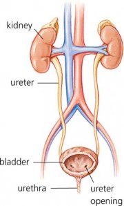 ureter Larangan Minum 
Berdiri (fakta Medis)