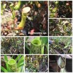 Flora Endemik di Ekosistem Rawa Gambut