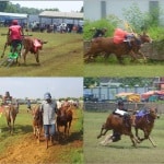 Festival Karapan Sapi 2013 dalam Rangka Pelestarian Budaya Madura Anti Kekerasan