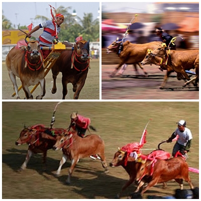 Karapan Sapi, Festival Meriah Madura