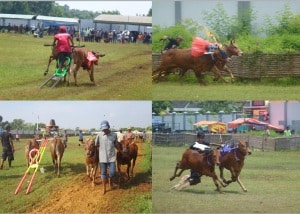 Festival Karapan Sapi 2013 dalam Rangka Pelestarian Budaya Madura Anti Kekerasan 1 Karapan Sapi 2013 Anti Kekerasan