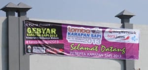 Festival Karapan Sapi 2013 dalam Rangka Pelestarian Budaya Madura Anti Kekerasan 2 Karapan Sapi 2013 Anti Kekerasan
