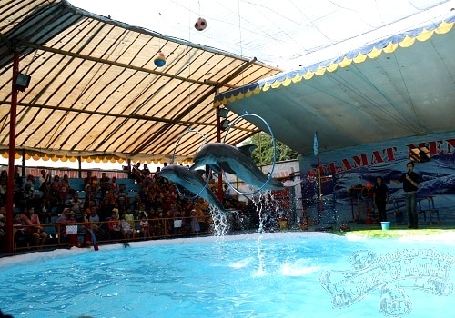 Atraksi Lumba-Lumba yang Memukau 2 Atraksi Lumba-Lumba 2