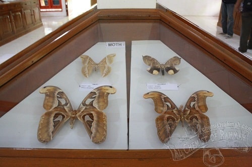 Bantimurung, Tempat Liburan Menarik 9 Spesies Kupu-Kupu