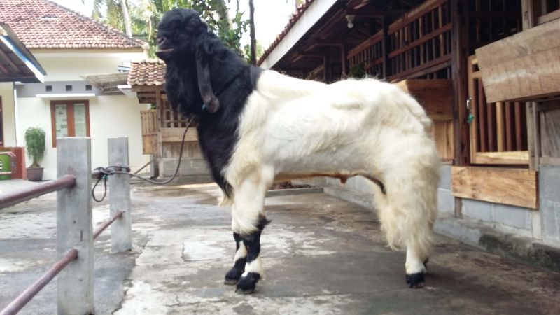 4 Jenis Kambing Penghasil Susu Terbaik 2 4 Jenis Kambing Penghasil Susu Terbaik 2