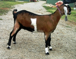 4 Jenis Kambing Penghasil Susu Terbaik 4 4 Jenis Kambing Penghasil Susu Terbaik 4