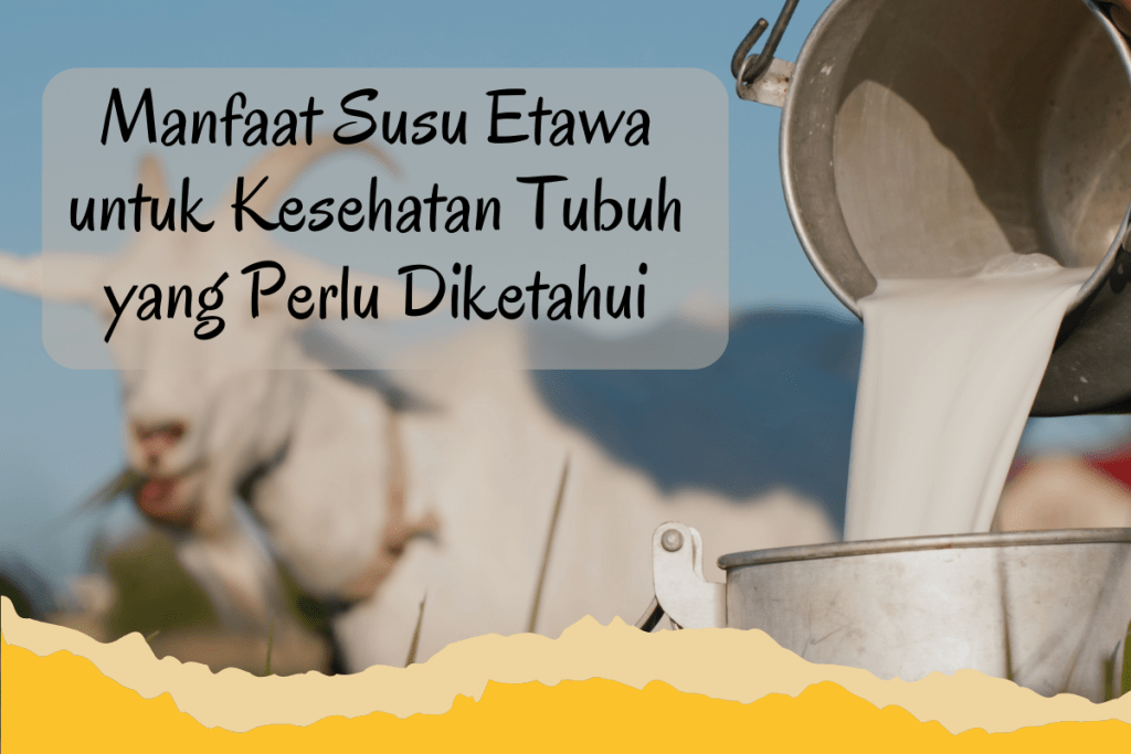 Manfaat Susu Kambing Etawa yang Seringkali Diabaikan