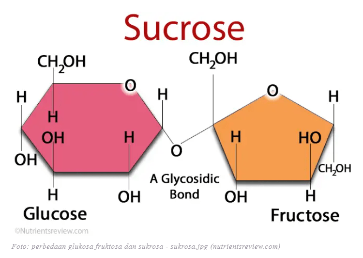 Reaksi Kimia Pembentukan Sukrosa