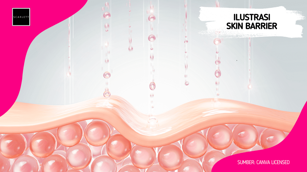 Ilustrasi Skin Barrier