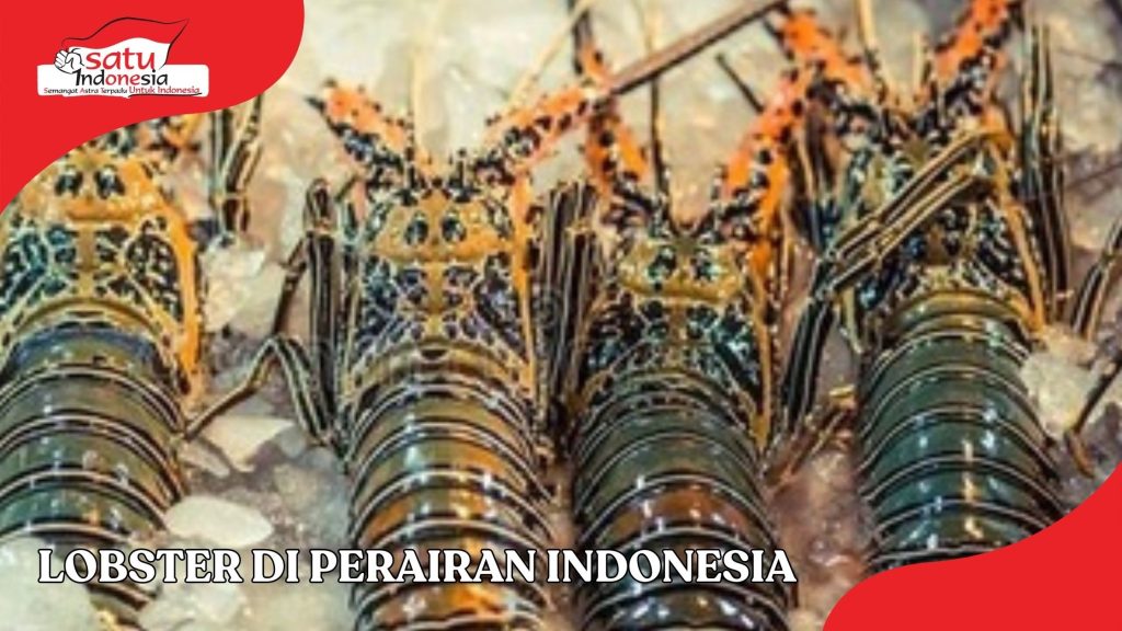 Tingkatkan Produksi Lobster dengan Metode IOT LOBSTECH ala Hendra 1 Tingkatkan Produksi Lobster dengan Metode IOT LOBSTECH ala Hendra 1