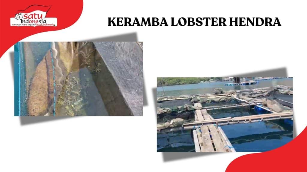 Tingkatkan Produksi Lobster dengan Metode IOT LOBSTECH ala Hendra 3 Tingkatkan Produksi Lobster dengan Metode IOT LOBSTECH ala Hendra 3